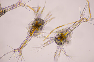 Nauplius stage of Vannamei shrimp in light microscope, Shrimp larvae under a microscope, Shrimp,...