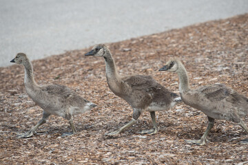 Canada goose goslings (in various states of development) marching by in near single file on a layer...