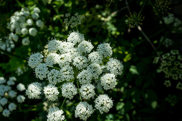 A tuff of white flowers growing in the green garden under the tree shadows. Beauty in Nature