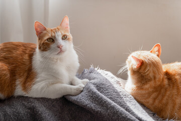close up. two domestic cats lying on the sofa under the light of the window