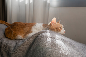 brown and white cat lying on the sofa under the window. close up