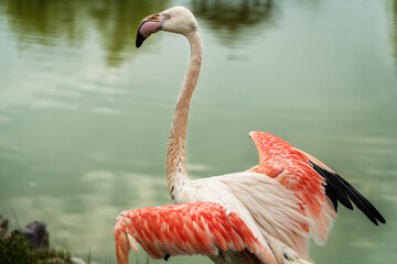 Pink flamingo close-up in Ukraine zoo
