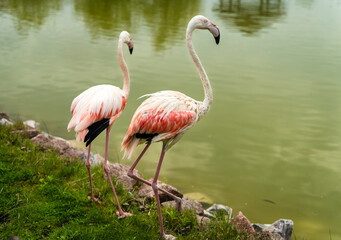 Fototapeta na wymiar Pink flamingo close-up in Ukraine zoo