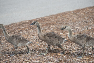 Canada goose goslings (in various states of development) marching by in near single file on a layer...