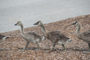 Fototapeta premium Canada goose goslings (in various states of development) marching by in near single file on a layer or ground of mulch (wood chips) 