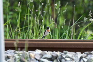 北海道の夏の草原、線路上で囀るノビタキの雄