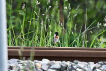 北海道の夏の草原、線路上で囀るノビタキの雄