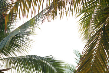 Obraz premium coconut leaves on a white background 