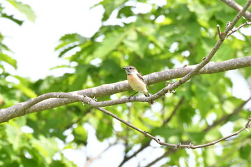 北海道の夏の草原、囀るノビタキの雌