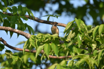 北海道の夏の草原、囀るノビタキの雌
