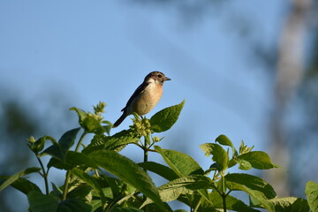 北海道の夏の草原、囀るノビタキの雌