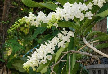 fresh bouquet rhynchostylis white orchid blooming and buds on green tree hanging with green leaves.