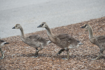 Canada goose goslings (in various states of development) marching by in near single file on a layer or ground of mulch (wood chips)  