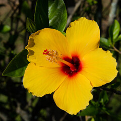 yellow and red hibiscus flower