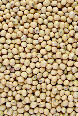 Top view of heap of dried soybeans for background or banner