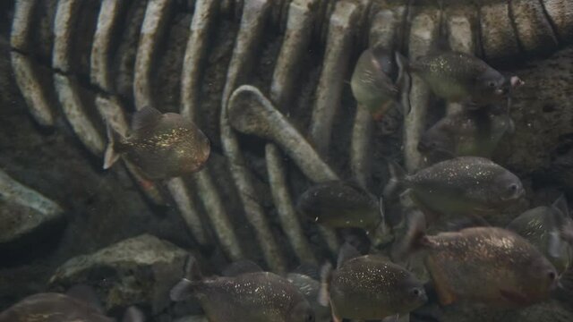 Feeding piranhas in the aquarium. Many piranhas eat frozen fish.