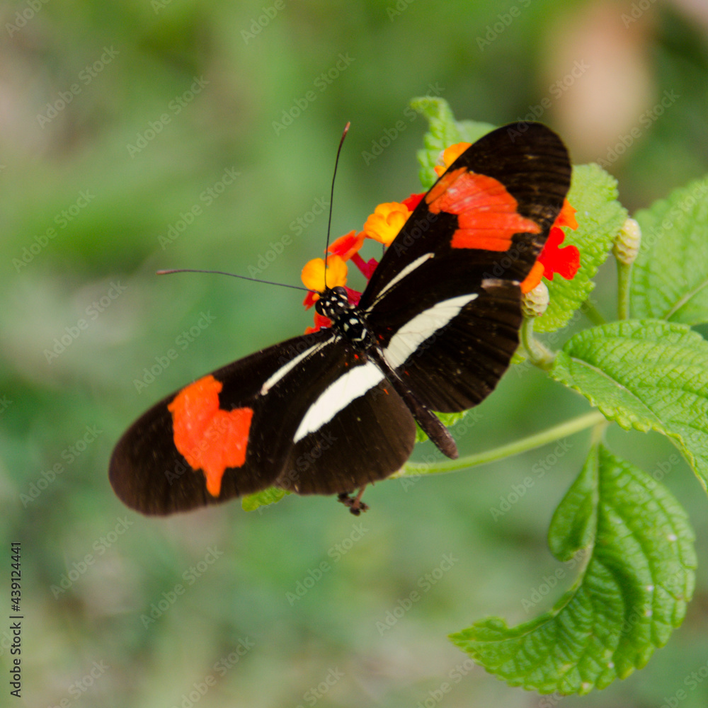 Wall mural butterfly on a flower