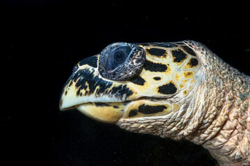 Obraz premium Hawksbill sea turtle (Eretmochelys imbricata) headshot in Maldives
