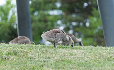 canada goose goslings in various stages of development standing on a grassy hill