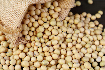 Closeup Pile of Raw Soybeans Poured Out of a Burlap Bag	