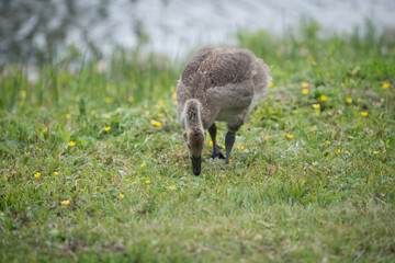 canada goose gosling searching for food and standing isolated on grass near water