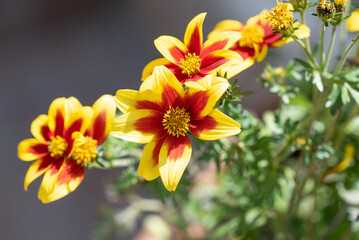 Schöne Blumen im Garten