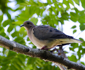 dove on a branch