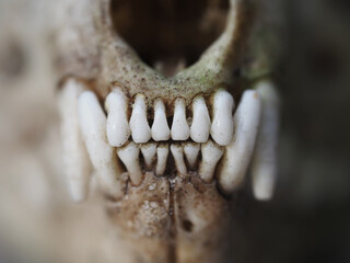 Weasel skull closeup
