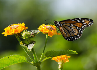 Fototapeta na wymiar monarch butterfly on flower