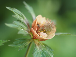 Geum rivale