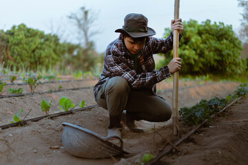 Gardening concept a young farmer shoveling the dirt around the plants to let oxygen get through the roots easily