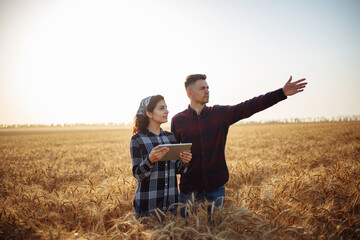 A male farmer demonstrates the harvest. A man and a woman farmers stand in a ripe wheat field at sunset. Summer landscape, warm colors. The concept of a ripe harvest, a fertile year.