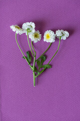 small white and yellow flowers on a magenta paper background - photographed from above in a flat lay style
