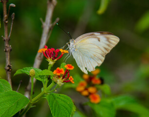 butterfly on flower