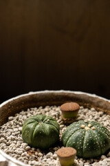 succulents on a white pot