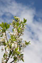 blooming cherry plum against the background of a bright blue spring sky. White flowers on a branch. Prunus cerasifera. Clouds.