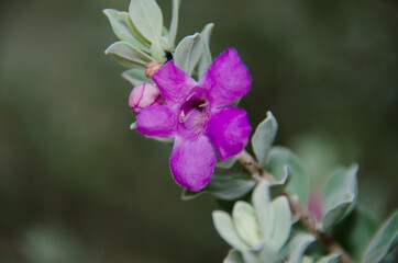 Fototapeta na wymiar close up of a purple flower