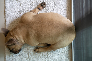 Top view Adorable sleeping French Bulldog on mat