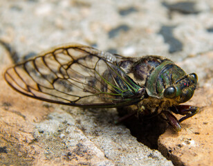 macro of a cicada