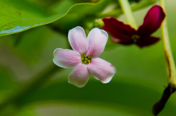 Fototapeta na wymiar pink and white flower