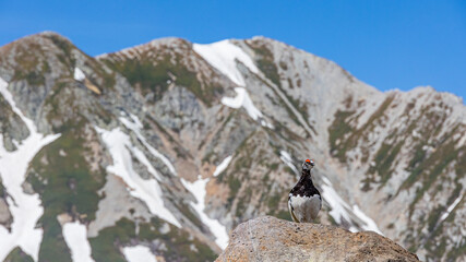 立山　ライチョウ