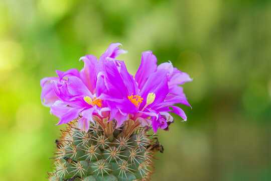 Beautiful purple cactus flowers on spikes.