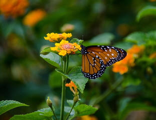 monarch butterfly on flower