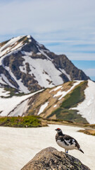 ライチョウ　立山　雪山