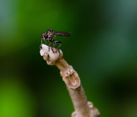 close up of an insect