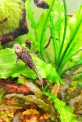 Fototapeta premium Catfish in aquarium 