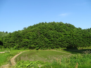 Fototapeta na wymiar 初夏の農村風景