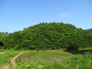 初夏の農村風景