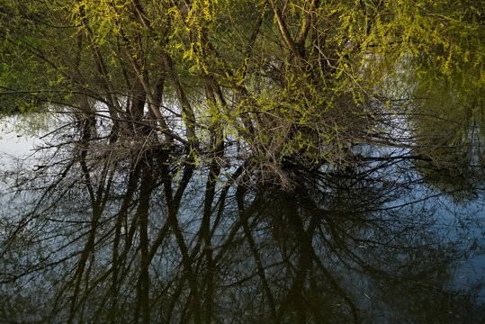 flooded trees by the Vistula River in spring 2021