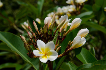 Fototapeta premium white frangipani flower